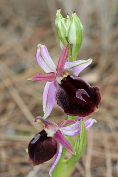 Ophrys labiosa \ Große Hufeisen-Ragwurz, Chios,  Sidirounda Turm 7.3.2013 (Photo: Jan & Liesbeth Essink)