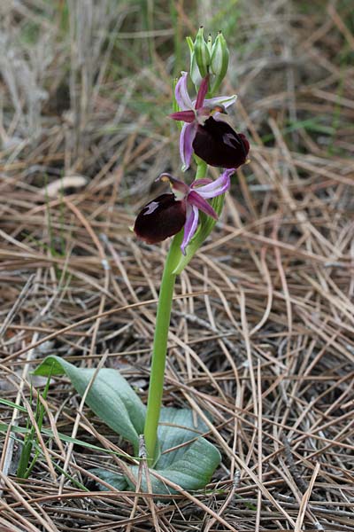 Ophrys labiosa \ Große Hufeisen-Ragwurz, Chios,  Sidirounda Turm 7.3.2013 (Photo: Jan & Liesbeth Essink)