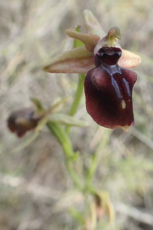 Ophrys mammosa \ Busen-Ragwurz, Chios,  Kato Fana 29.3.2016 