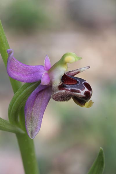 Ophrys masticorum / Masticohoria Bee Orchid, Chios,  Olymbi - Kato Fana 10.4.2013 (Photo: Jan & Liesbeth Essink)