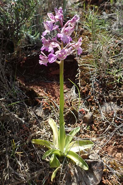 Anacamptis morio subsp. caucasica \ Südkaukasisches Knabenkraut / Southern Caucasian Orchid, Chios,  Kalamoti 2.4.2016 