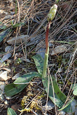 Neotinea maculata / Dense-flowered Orchid, Chios,  Moni Agiou Markou 28.3.2016 