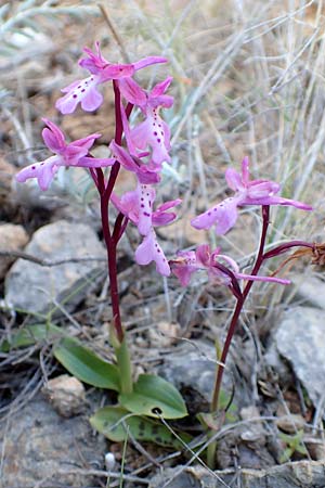 Orchis anatolica \ Anatolisches Knabenkraut / Anatolian Orchid, Chios,  Mesta 29.3.2016 
