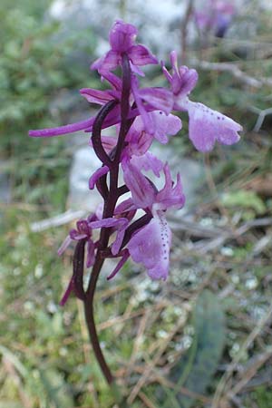 Orchis anatolica \ Anatolisches Knabenkraut / Anatolian Orchid, Chios,  Viki 30.3.2016 