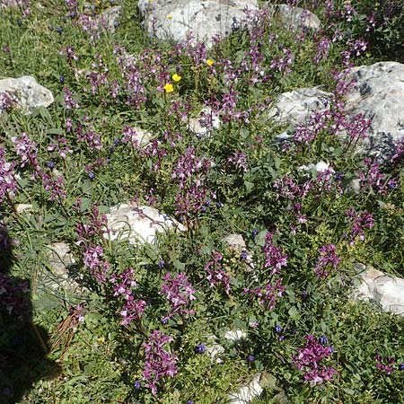 Orchis anatolica / Anatolian Orchid, Chios,  Viki 31.3.2016 