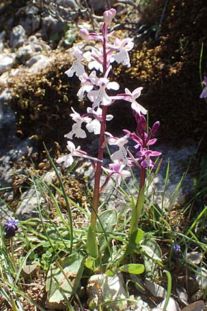 Orchis anatolica \ Anatolisches Knabenkraut, Chios,  Viki 31.3.2016 