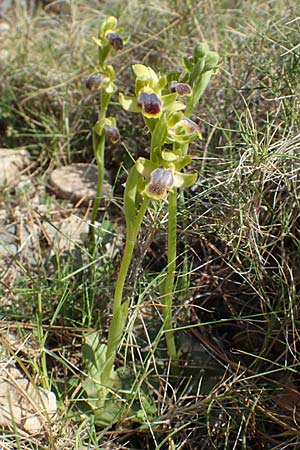 Ophrys cinereophila \ Kleinblütige Braune Ragwurz / Small-Flowered Dull Bee Orchid, Chios,  Katavasi 30.3.2016 