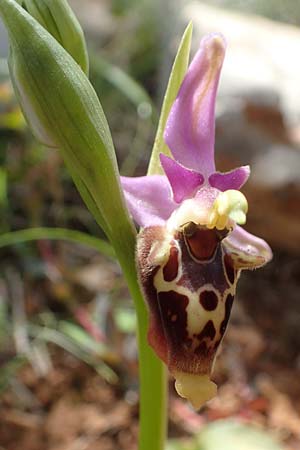 Ophrys calypsus \ Kalypso-Ragwurz / Calypso Bee Orchid, Chios,  Kalamoti 2.4.2016 