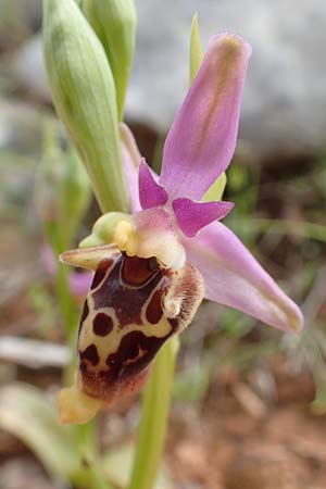 Ophrys calypsus \ Kalypso-Ragwurz / Calypso Bee Orchid, Chios,  Kalamoti 2.4.2016 