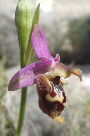 Ophrys calypsus \ Kalypso-Ragwurz / Calypso Bee Orchid, Chios,  Kalamoti 2.4.2016 