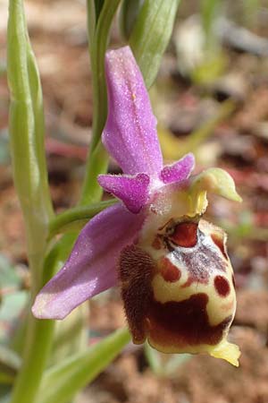 Ophrys calypsus \ Kalypso-Ragwurz / Calypso Bee Orchid, Chios,  Kalamoti 2.4.2016 