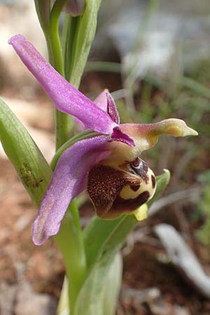 Ophrys calypsus \ Kalypso-Ragwurz / Calypso Bee Orchid, Chios,  Kalamoti 2.4.2016 