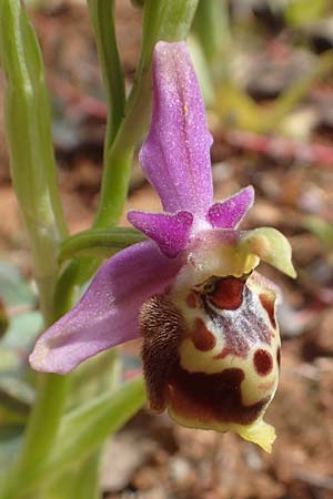 Ophrys calypsus \ Kalypso-Ragwurz / Calypso Bee Orchid, Chios,  Kalamoti 2.4.2016 