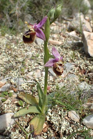 Ophrys calypsus \ Kalypso-Ragwurz / Calypso Bee Orchid, Chios,  Kalamoti 2.4.2016 