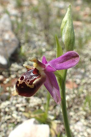 Ophrys calypsus \ Kalypso-Ragwurz / Calypso Bee Orchid, Chios,  Kalamoti 2.4.2016 