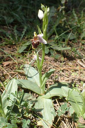 Ophrys heterochila \ Verschiedenlippige Ragwurz / Various-Lip Bee Orchid, Chios,  Viki 30.3.2016 