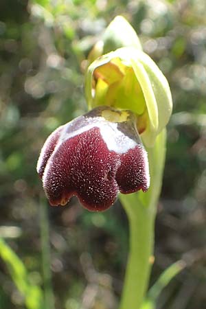 Ophrys omegaifera \ Omega-Ragwurz / Omega Bee Orchid, Chios,  Viki 31.3.2016 