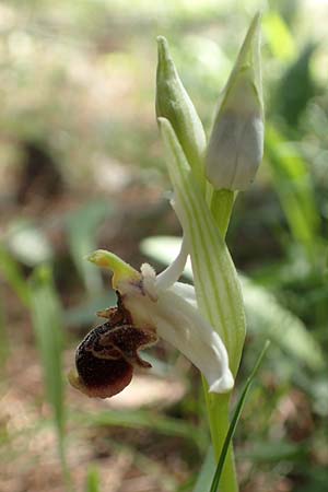 Ophrys heterochila / Various-Lip Bee Orchid (another site), Chios,  Viki 30.3.2016 