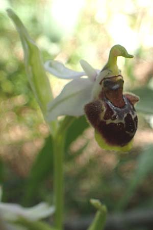 Ophrys heterochila \ Verschiedenlippige Ragwurz / Various-Lip Bee Orchid, Chios,  Viki 30.3.2016 