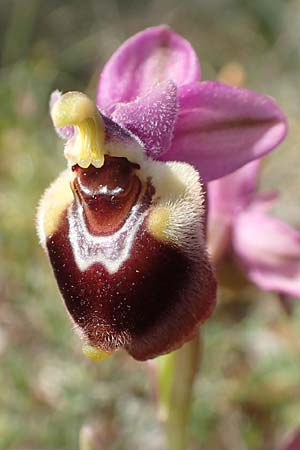 Ophrys leochroma \ Östliche Wespen-Ragwurz, Chios,  Kalamoti 2.4.2016 