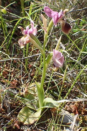 Ophrys leochroma \ Östliche Wespen-Ragwurz, Chios,  Kalamoti 2.4.2016 