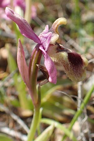 Ophrys leochroma \ Östliche Wespen-Ragwurz, Chios,  Kalamoti 2.4.2016 