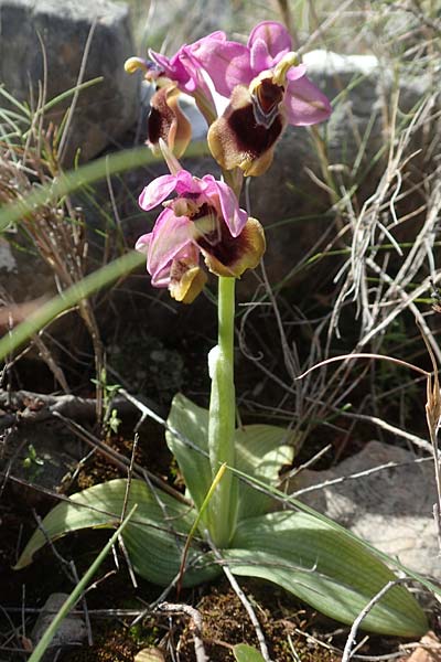 Ophrys leochroma \ Östliche Wespen-Ragwurz / Lion-Maned Orchid, Chios,  Kalamoti 2.4.2016 