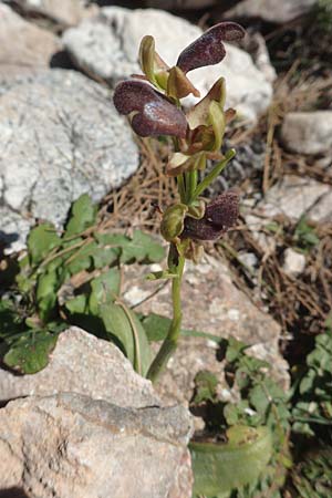 Ophrys omegaifera \ Omega-Ragwurz / Omega Bee Orchid, Chios,  Viki 30.3.2016 