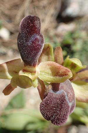 Ophrys omegaifera \ Omega-Ragwurz, Chios,  Viki 30.3.2016 