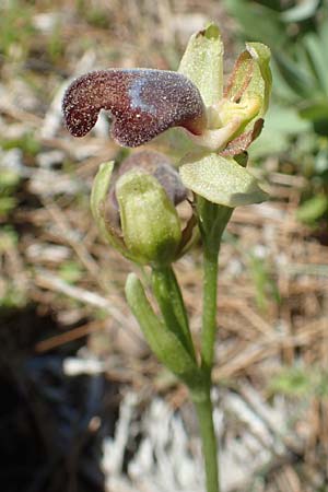 Ophrys omegaifera \ Omega-Ragwurz / Omega Bee Orchid, Chios,  Viki 30.3.2016 