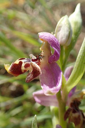 Ophrys orphanidea \ Orphanides-Ragwurz / Orphanides' Bee Orchid, Chios,  Pirgi 29.3.2016 