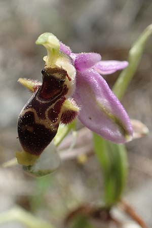 Ophrys orphanidea \ Orphanides-Ragwurz / Orphanides' Bee Orchid, Chios,  Kalamoti 2.4.2016 
