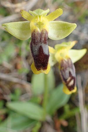 Ophrys phryganae \ Phrygana-Ragwurz / Phrygana Bee Orchid, Chios,  Emporios 29.3.2016 