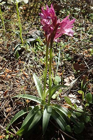 Anacamptis papilionacea subsp. aegaea \ Östliches Schmetterlings-Knabenkraut / Pink Butterfly Orchid, Chios,  Viki 31.3.2016 