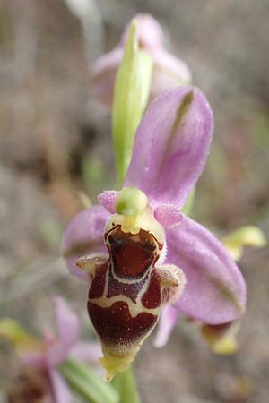 Ophrys orphanidea \ Orphanides-Ragwurz, Chios,  Mesta 2.4.2016 