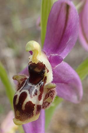 Ophrys orphanidea \ Orphanides-Ragwurz, Chios,  Mesta 2.4.2016 