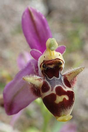 Ophrys orphanidea \ Orphanides-Ragwurz / Orphanides' Bee Orchid, Chios,  Mesta 2.4.2016 