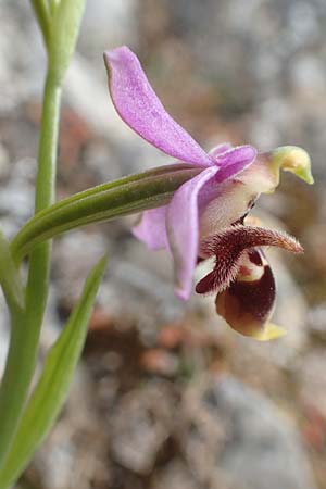 Ophrys orphanidea \ Orphanides-Ragwurz / Orphanides' Bee Orchid, Chios,  Mesta 2.4.2016 