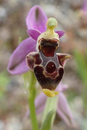 Ophrys orphanidea \ Orphanides-Ragwurz / Orphanides' Bee Orchid, Chios,  Mesta 2.4.2016 