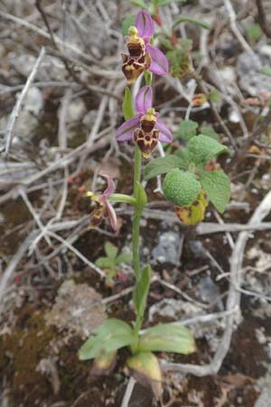 Ophrys orphanidea \ Orphanides-Ragwurz / Orphanides' Bee Orchid, Chios,  Mesta 2.4.2016 