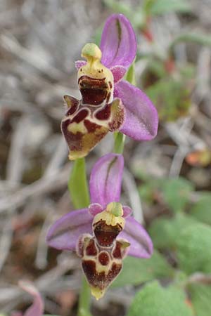 Ophrys orphanidea \ Orphanides-Ragwurz, Chios,  Mesta 2.4.2016 