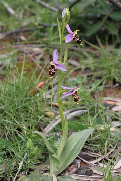 Ophrys orphanidea \ Orphanides-Ragwurz, Chios,  Elinda Bay 29.3.2013 (Photo: Jan & Liesbeth Essink)