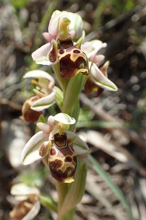 Ophrys umbilicata \ Nabel-Ragwurz / Carmel Bee Orchid, Chios,  Pirgi 29.3.2016 