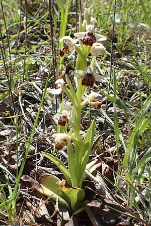 Ophrys umbilicata \ Nabel-Ragwurz / Carmel Bee Orchid, Chios,  Pirgi 29.3.2016 