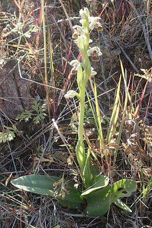 Ophrys umbilicata \ Nabel-Ragwurz / Carmel Bee Orchid, Chios,  Pirgi 29.3.2016 