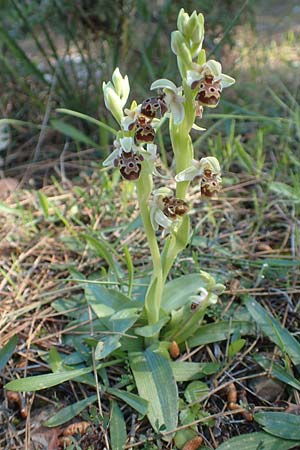 Ophrys umbilicata \ Nabel-Ragwurz / Carmel Bee Orchid, Chios,  Viki 30.3.2016 