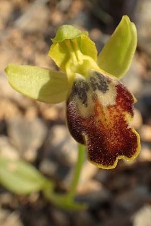 Ophrys parosica \ Paros-Ragwurz, Chios,  Mesta 29.3.2016 