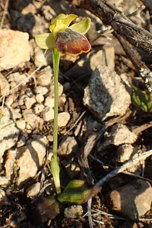 Ophrys parosica / Paros Orchid, Chios,  Mesta 29.3.2016 