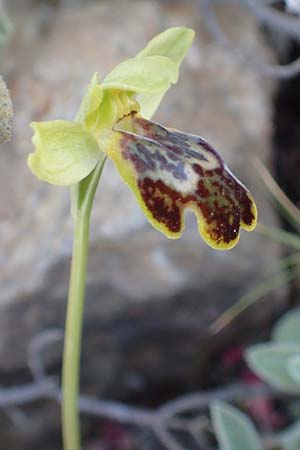 Ophrys parosica \ Paros-Ragwurz / Paros Orchid, Chios,  Mesta 29.3.2016 