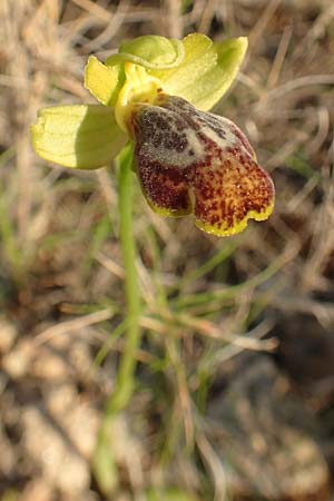 Ophrys parosica \ Paros-Ragwurz, Chios,  Mesta 29.3.2016 